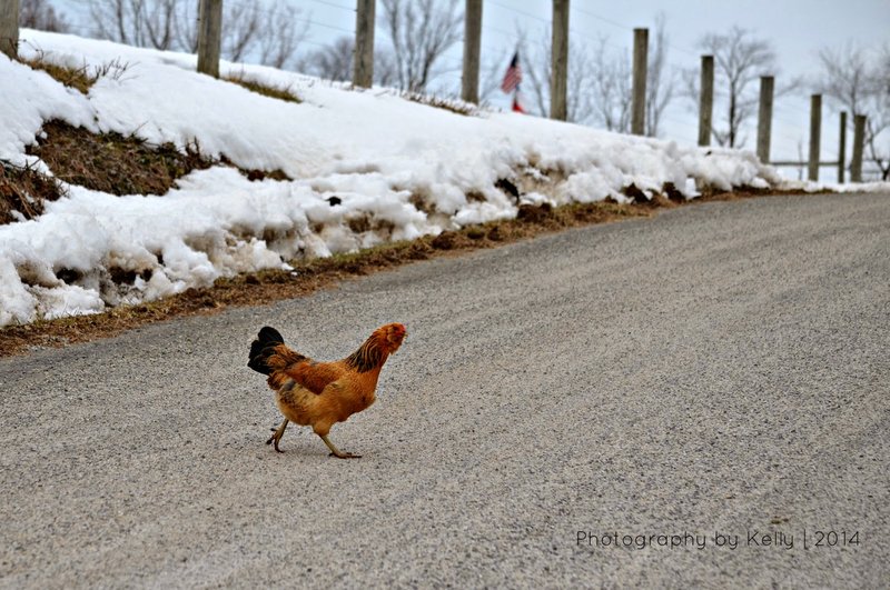 Chicken road italia - La Verità Sull'Originale Chicken Road: Novità e Strategie per Il Gioco